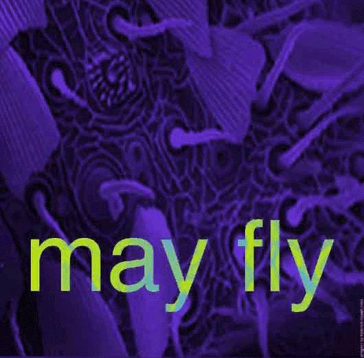 May Fly